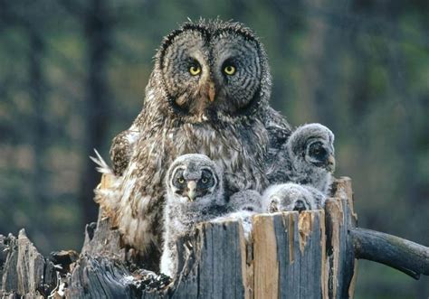 busy owl mother content in a cottage