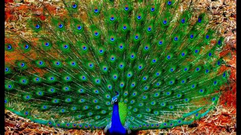 Lovely Peacock Dancing And Showing Off His Feathers Hd Youtube