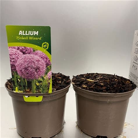 Allium Pinball Wizard ALLPWIZA C2 FloraXchange