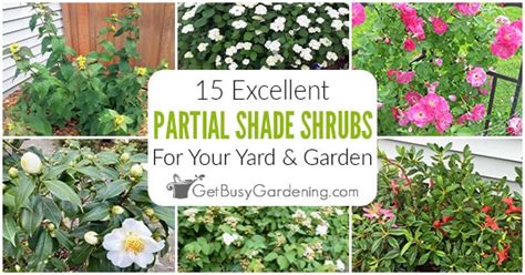 15 Partial Shade Shrubs For Your Yard Or Garden