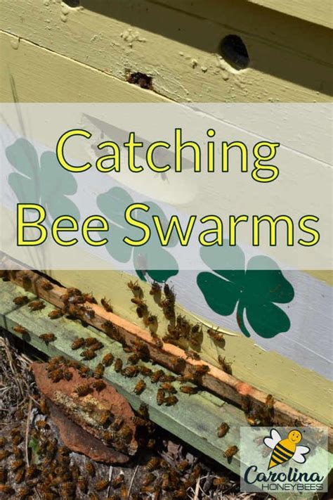 How To Set Up A Swarm Trap For Bees Bee Swarm Bee Keeping Bee