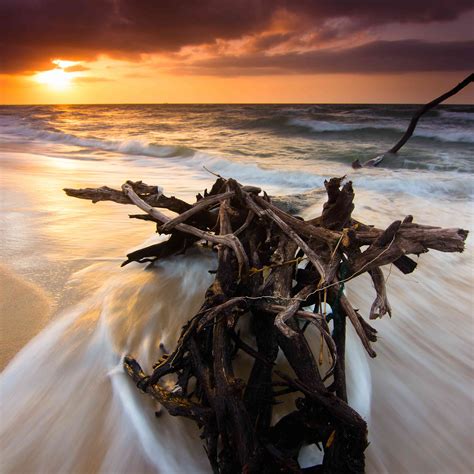 The Surprising Beauty And Benefits Of Driftwood