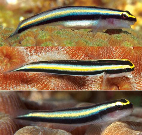 Three New Species Of Dwarf Gobies From The Cayman Islands Reef Builders The Reef And