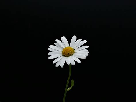 Desktop Wallpaper Portrait White Flower Minimal Daisy Hd Image