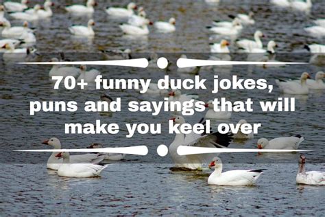 70 Funny Duck Jokes Puns And Sayings That Will Make You Keel Over Legitng