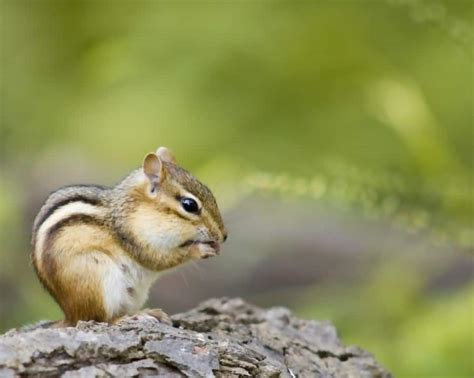 How To Get Rid Of Chipmunks Naturally 2019 Update