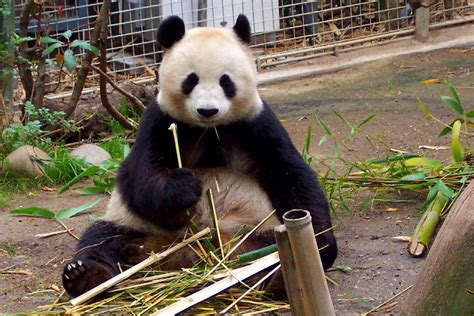 Su Lin The Older Panda Baby At The San Diego Zoo Su Lin Flickr