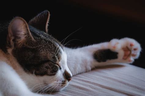 Gastroenteritis In Cats Symptoms And Remedies Pet Lifey