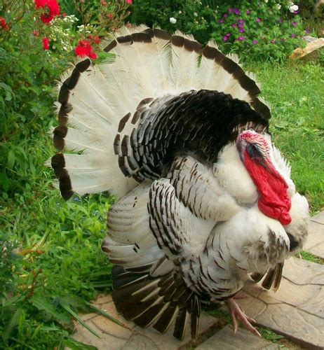 Something To Be Thankful For Real Turkeys Make A Comeback Grist