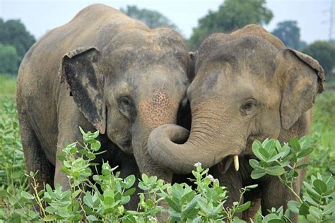 Elephant Conservation And Care Center Day Trip From Agra Ph