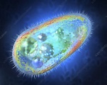 Protozoan, illustration - Stock Image - F025/0724 - Science Photo Library