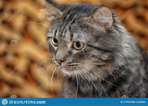 Fluffy Brown Cat Portrait Stock Photo Image Of Close 177937500