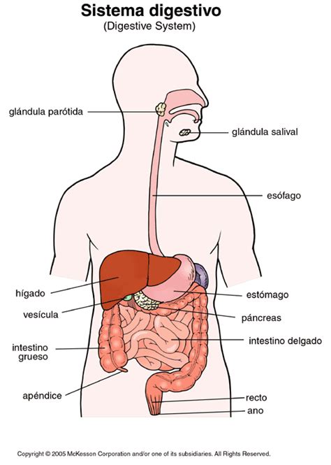 Sistema Digestivo