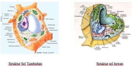 Maybe you would like to learn more about one of these? douzes science deux: Indikator 13: Fungsi organel sel pada ...