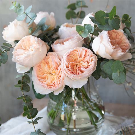 David Austin Juliet Peach Roses Rose Farmers