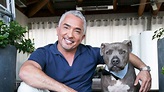 'Dog Whisperer' Cesar Millan investigated over animal cruelty complaints