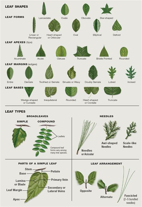Leaf Guide Tree Identification Tewsrealtor