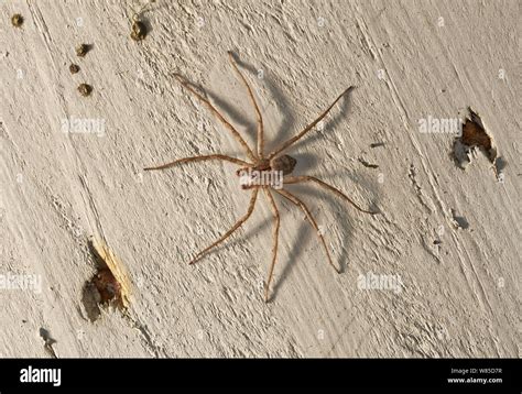 Huntsman Spider Sparassidae Florida Usa February Stock Photo Alamy