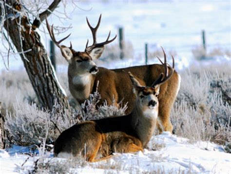 Dwr Officials Ask Public Not To Feed Deer During Winter Cedar City News