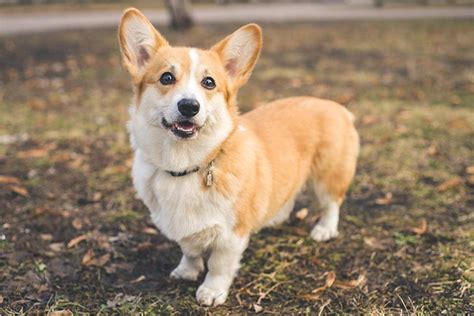 Pembroke Welsh Corgi Dog Breed Information