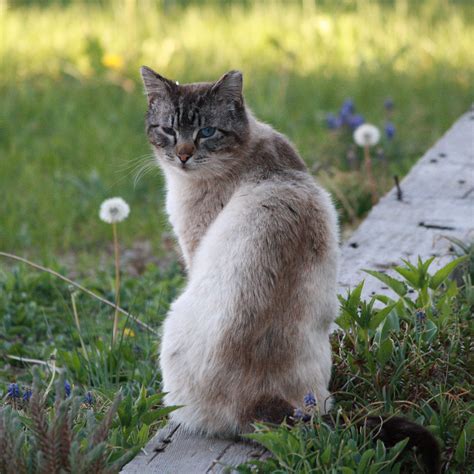 52 Top Photos Feral Cat Colony Pictures 8 Ways To Get A Cat Fix If You Cant Have A Cat