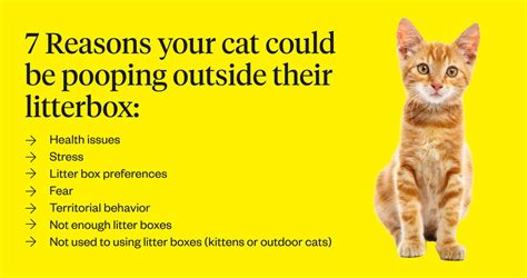 Why Do Cats Poop Outside The Litter Box And How To Stop It Vlrengbr