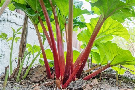 How To Grow Rhubarb Thompson And Morgan
