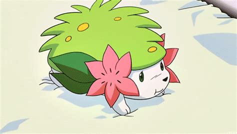 Shaymin Wiki Pokémon Amino