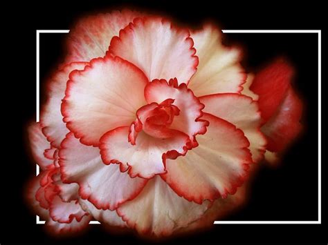 Pink Carnation Flowers Carnations Hd Wallpaper Peakpx