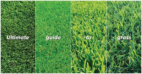 Four Different Types Of Grass With The Words Ultimate Guide