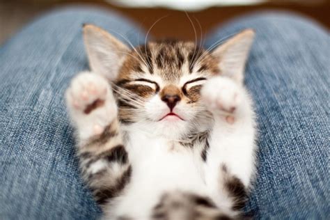 50 Cute Kittens You Need To See The Cutest Kitten Photos Ever