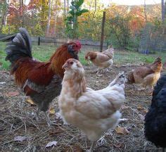 Ameraucana Ideas Chicken Breeds Chickens Chickens Backyard