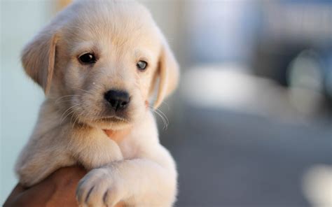 Cute Puppy Dog Pet Face Hand Wallpaper Animals Wallpaper Better