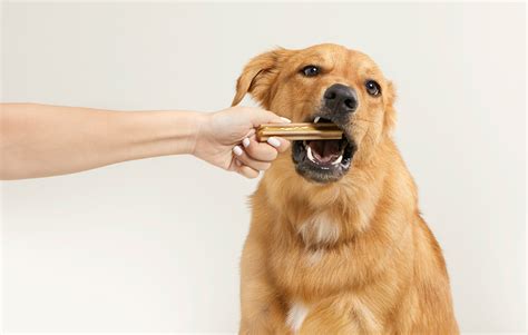 Dog Chew Guide And Safety Precautions Barkpost