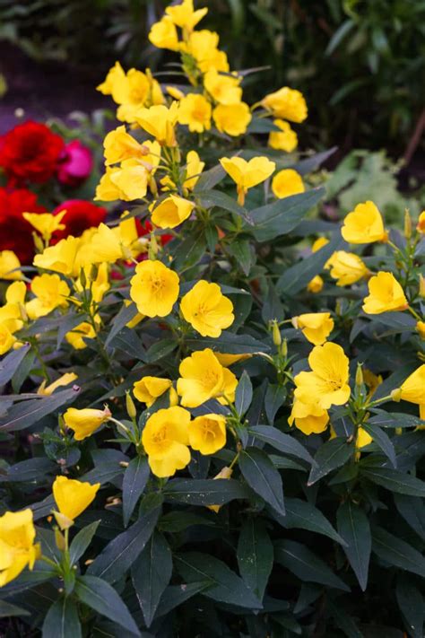 15 Full Sun Perennials For Your Garden Natalie Linda