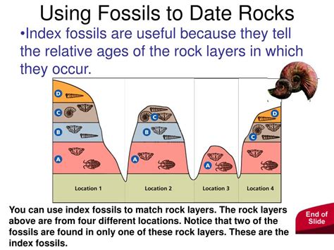 Ppt Fossils Powerpoint Presentation Free Download Id5659345