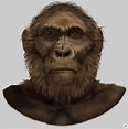 Paranthropus robustus | Hominid, Ancient humans, Human