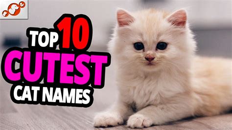 Cutest Cat Names TOP 10 Cutest Cat Names For Male Female Cute Cat