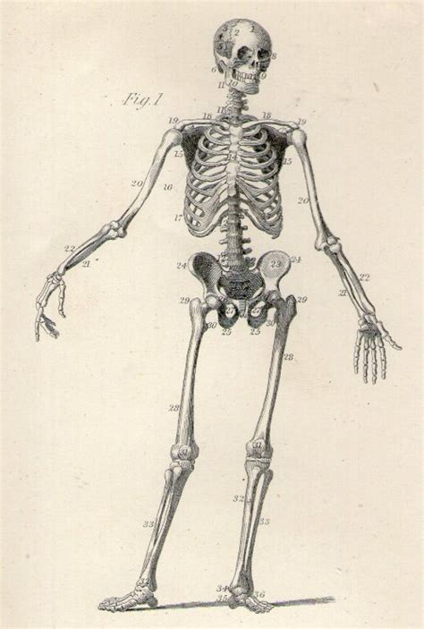Old Books Things Human Skeleton Illustration From An