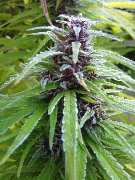 Easy Sativa Strain Info Easy Sativa Weed By Female Seeds Growdiaries