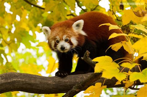 Red And Yellow Panda By Peter Krejzl Via 500px Cute Baby Animals