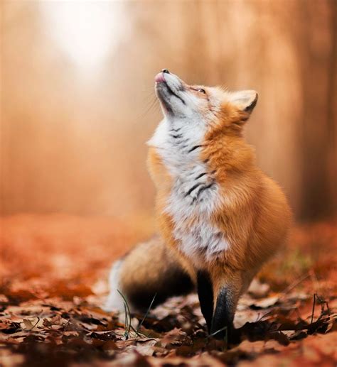 The Enchanted Cove Beautiful Wildlife Foxy Model By