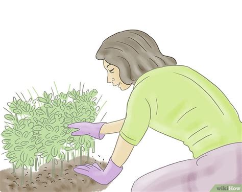 Ecco l'elenco di 50 piante comuni e facili da coltivare che aiutano a purificare l'aria di casa o dell'ufficio. Come Iniziare a Fare Guerrilla Gardening: 8 Passaggi