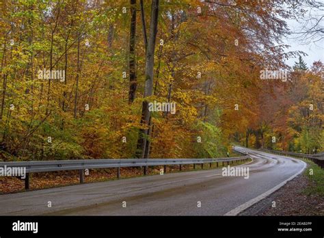 Rain Falling Tree Forest Hi Res Stock Photography And Images Alamy