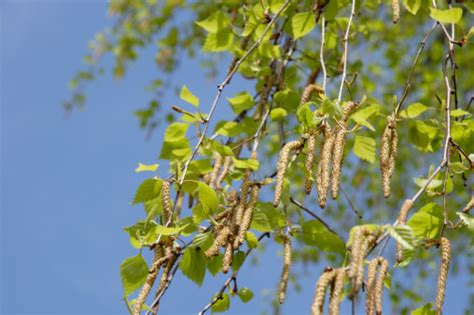 Birch Pollen Stock Photo Download Image Now Istock