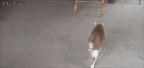 See more ideas about dog gifs, funny animals, funny dogs. Funny animal gifs - part 194 (10 gifs) | Amazing Creatures