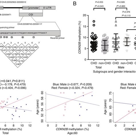 Sex Dimorphism In The Association Of Cdkn2b Promoter Methylation With