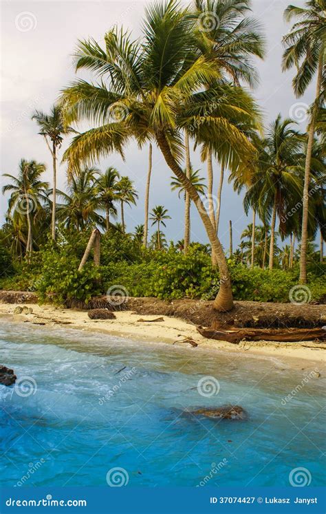 Palm Trees On Tropical Beach In The Colombiaamerica Sur Stock Image