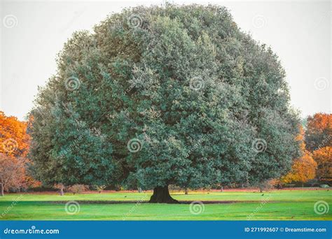 Big Oak Tree In Greenwich Park London England Stock Image Image Of