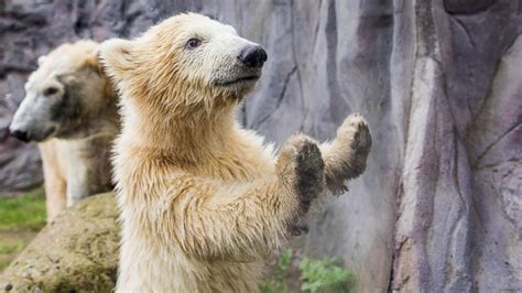 Adorable Polar Bear Makes Her Debut At Zoo Abc News